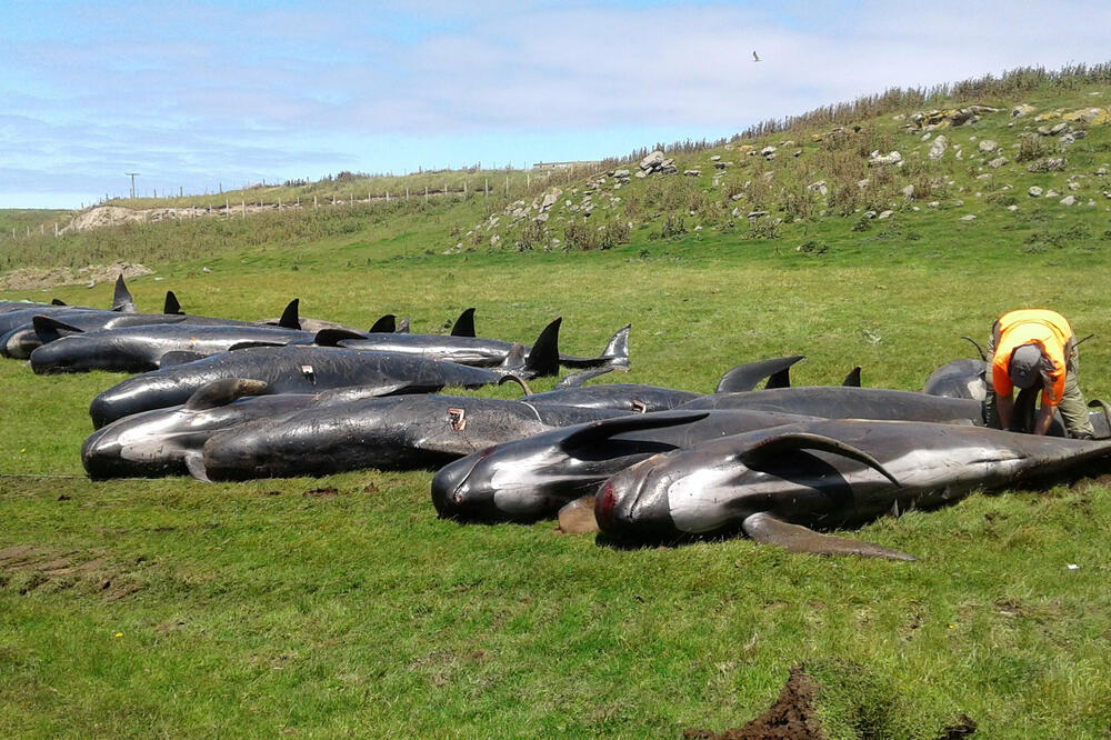Uginuli kitovi, Novi Zeland, Foto: Reuters