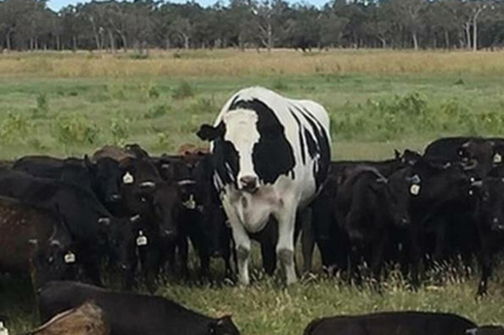 Niker, Foto: Instagram