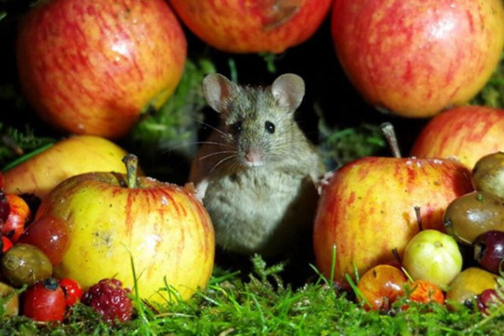 sajmon del miševi, Foto: Www.instagram.com/simon_dell_photography