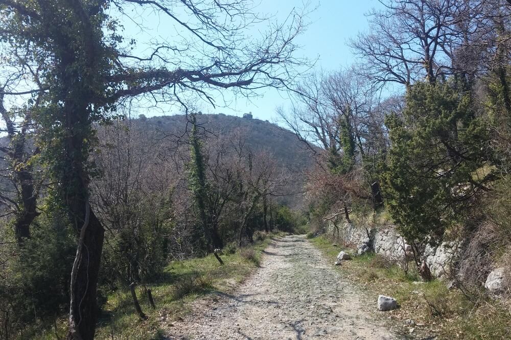 Vrmac, Foto: Siniša Luković