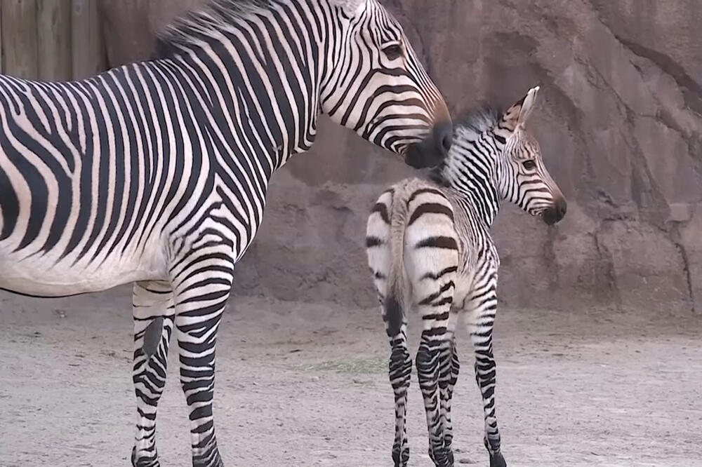 Zebra Klementin - nova članica ZOO vrta u Juti, Foto: Vijesti video