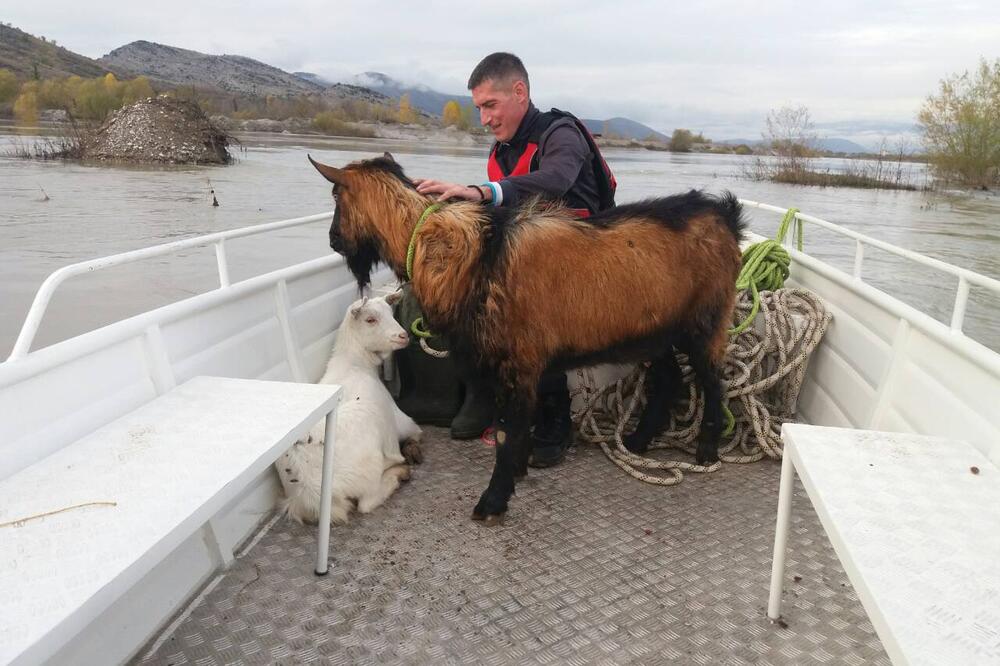Koze, služba zaštite, Foto: Služba zaštite i spasavanja Podgorica