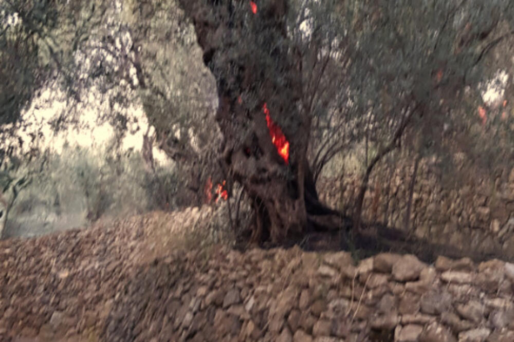 Požar Ulcinj, maslinjak Bažbuljuk, Foto: Ilir Čapuni