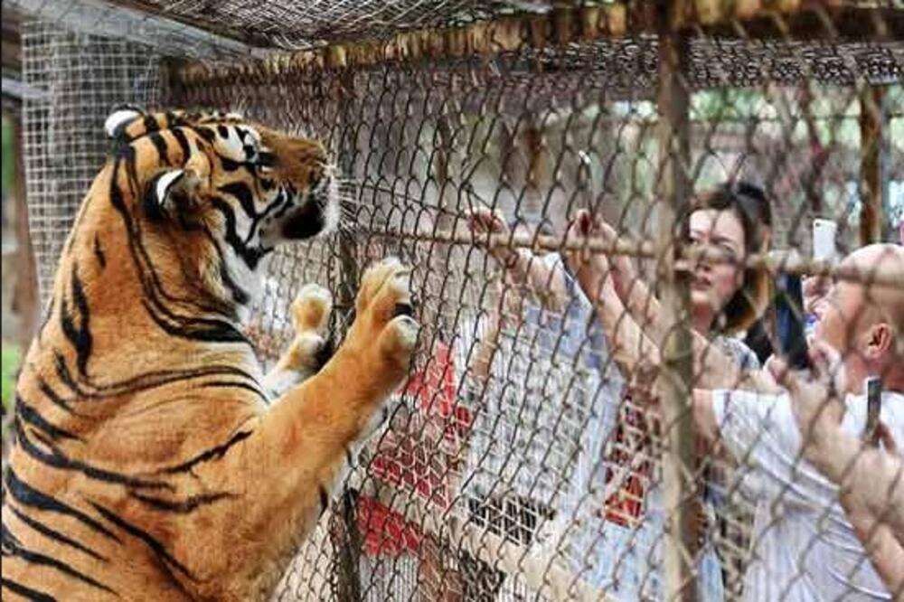 tigar Kina, Foto: Twitter