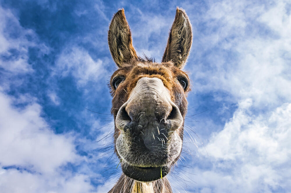 magarac, Foto: Shutterstock