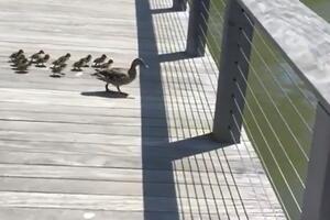 Ako mama patka skoči sa mosta, ti kreni za njom
