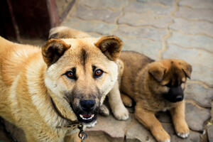 Južna Koreja: Ruši se najveći kompleks za klanje pasa