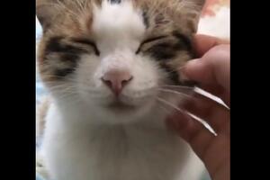 Kad "padne" glava: Spavalicama ni maženje ne pomaže