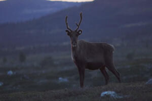 Kad tradicionalni poslovi pate zbog negativnih strana modernog doba