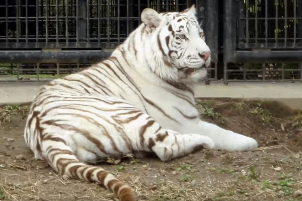 bijeli tigar japan, Foto: Screenshot (Youtube)