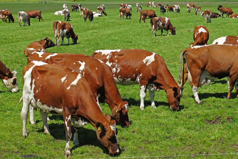 Krave, Foto: Shutterstock