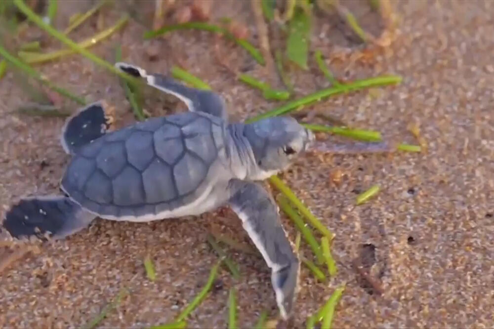 Plastika prijeti podvodnom svijetu, Foto: Vijesti video