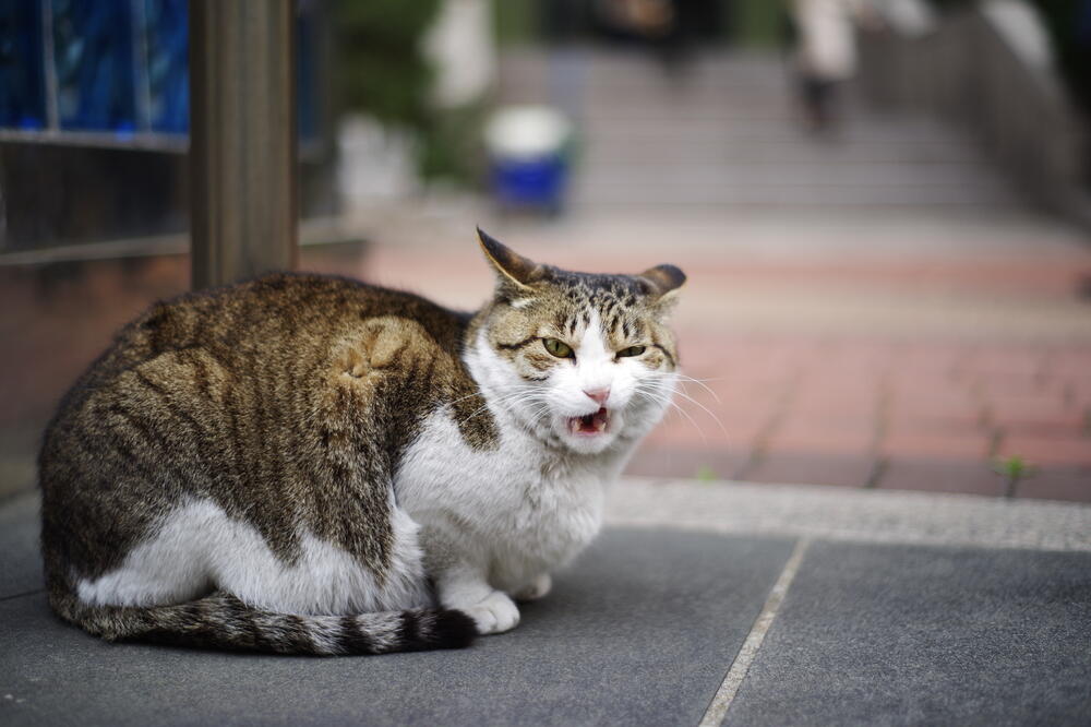 mačke, mačka, Foto: Shutterstock