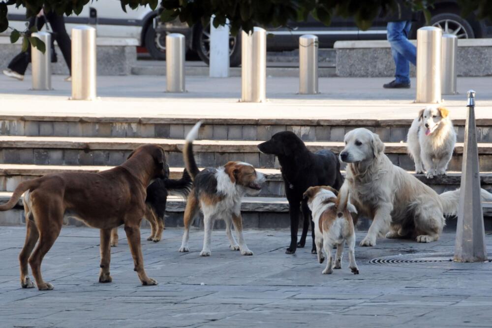 Psi lutalice, Foto: Luka Zeković