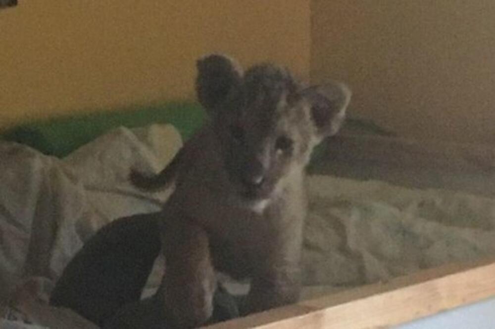 mladunče lava, Foto: Twitter