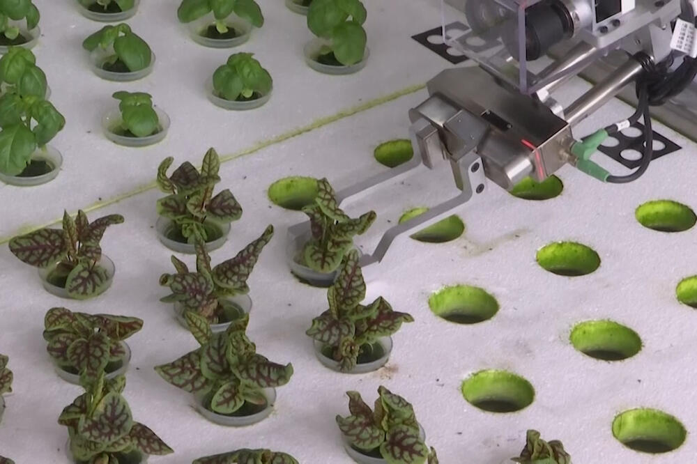 Angus farma robot, Foto: Vijesti video