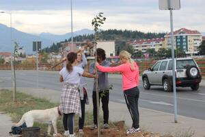 Podgorica bogatija za 102 stabla