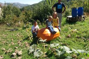 Pogledajte gdje su rodile tikve od 200 kg
