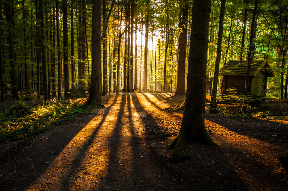 drvo, drveće, šuma, Foto: Shutterstock