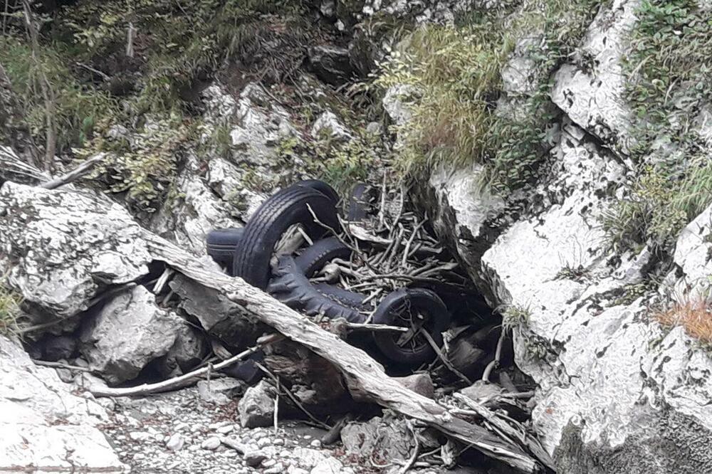 gume Ljutica, Tara, Foto: Privatna arhiva