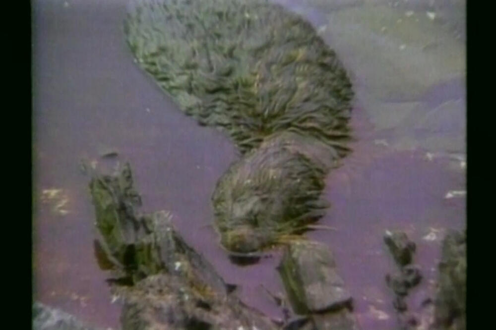 Nafta u morima Arktika, Foto: Vijesti video