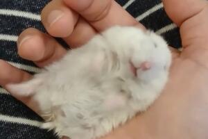 Probajte da se ne razniježite: Kako to izgleda kad hrčak sanja?