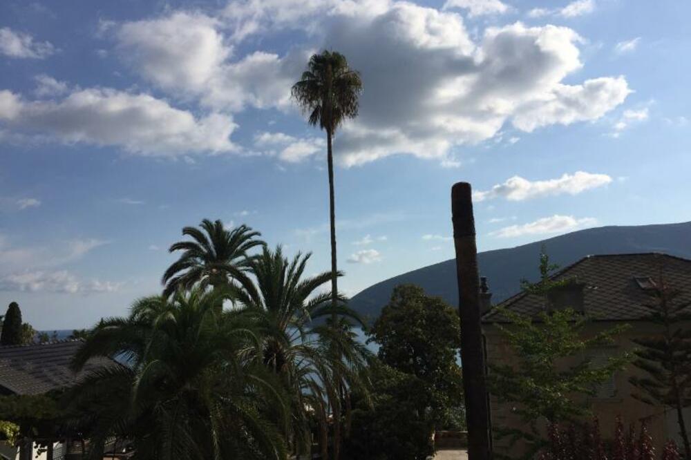 Herceg Novi, palme, surlaš, Foto: Slavica Kosić