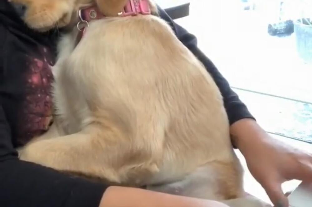 pas, muzika, Foto: Printscreen