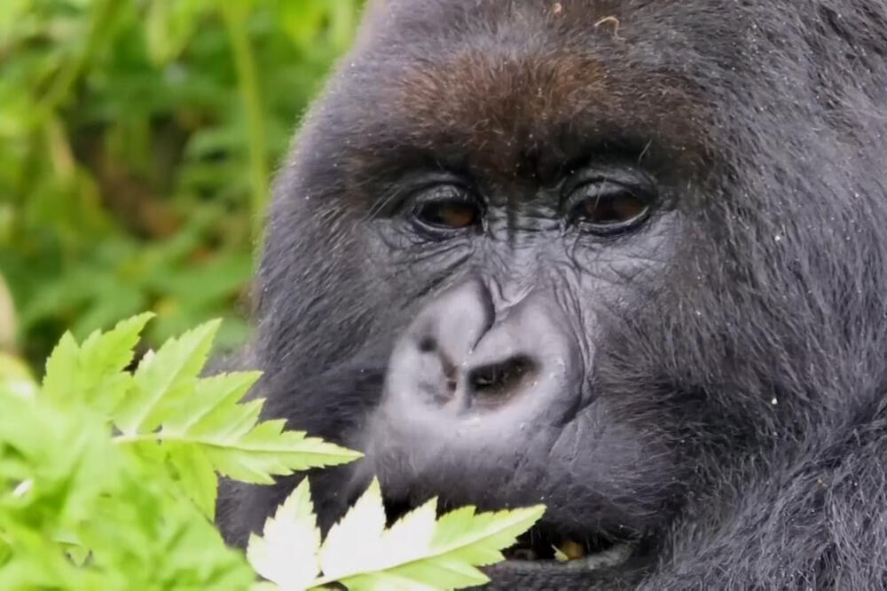 Planinske gorile, Foto: Vijesti video