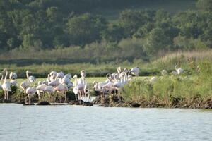 Ružičasti flamingosi „Baja Sekulića”