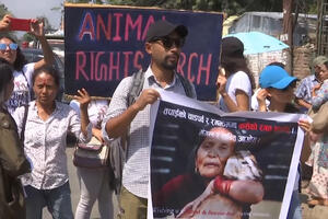 Festival u Nepalu pokrenuo proteste: Aktivisti protiv žrtvovanja...
