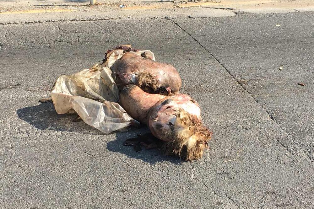 leš životinja, Velje Brdo, Foto: Čitalac "Vijesti"