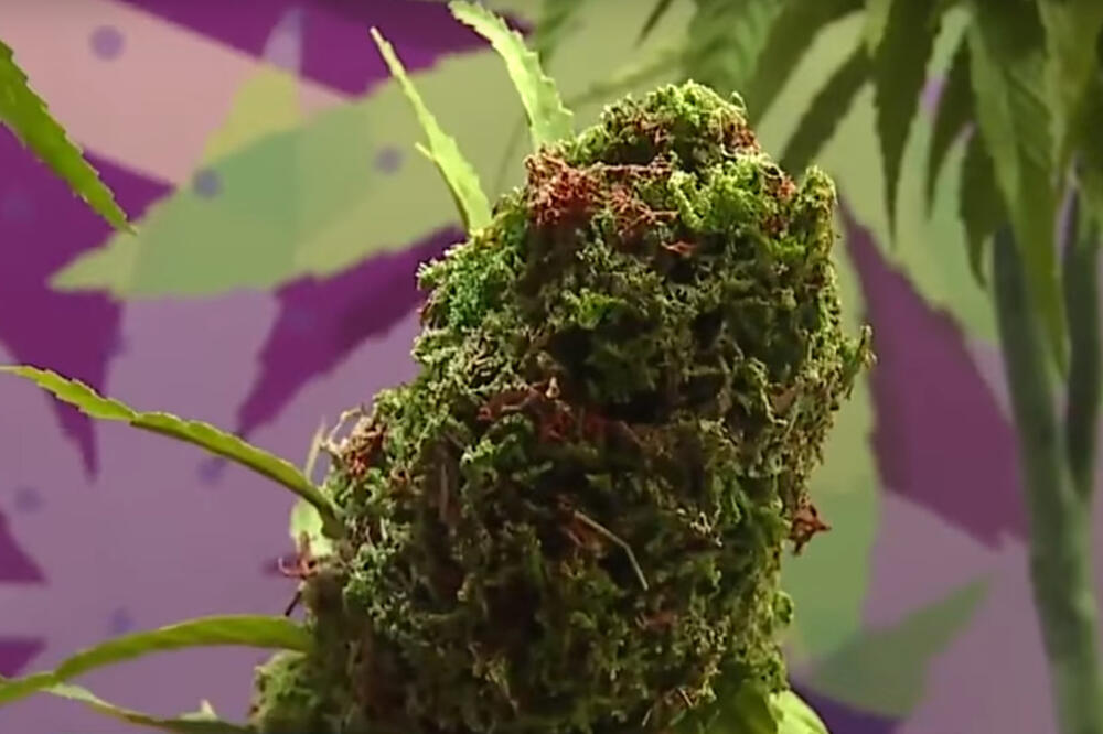 muzej marihuane las vegas, Foto: Screenshot (Youtube)