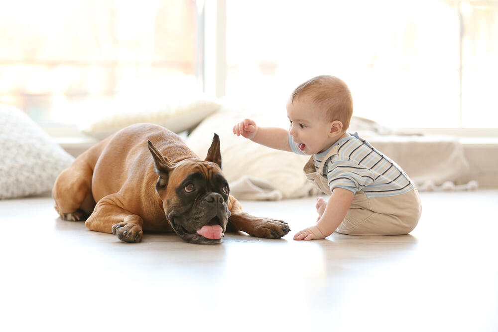pas, beba, ljubimac, Foto: Shutterstock