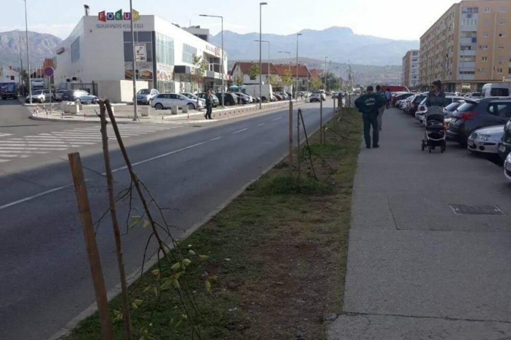 sadnice lipe Stari aerodrom, Foto: Podgorica.me