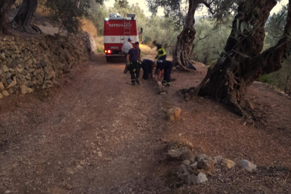 Požar Ulcinj, maslinjak Bažbuljuk, Foto: Ilir Čapuni