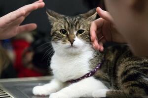 U fotografijama: Mačke koje su dobile novi dom