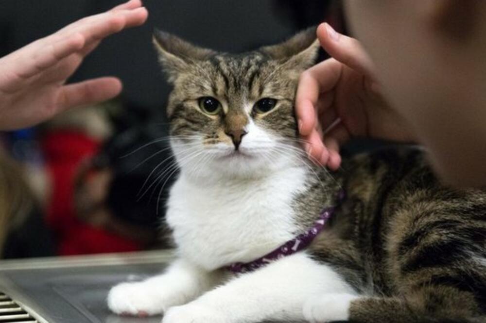 Ilustracija, Foto: BBC