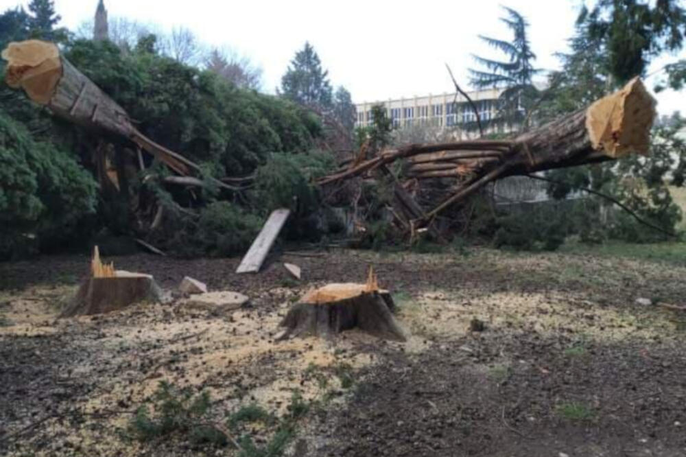 Sječa čempresa u Baru, Foto: Čitalac "Vijesti"