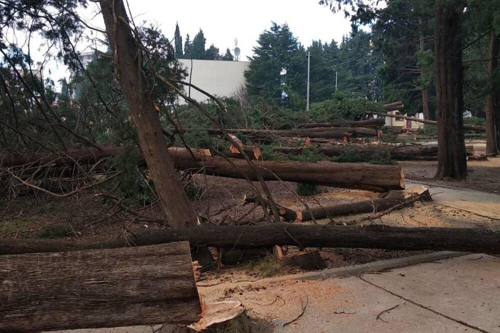 Posječeni decenijski simboli grada, Foto: Demokratska Crna Gora