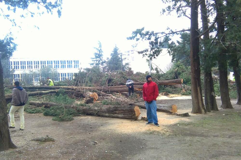 "Za gradnju smo vrtića, ali ne na ovoj lokaciji", Foto: Radomir Petrić