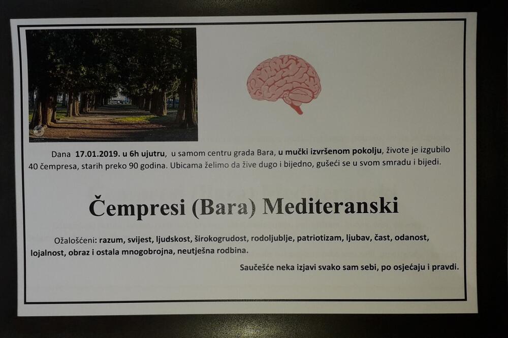 Umrlica za čemprese, Foto: Radomir Petrić