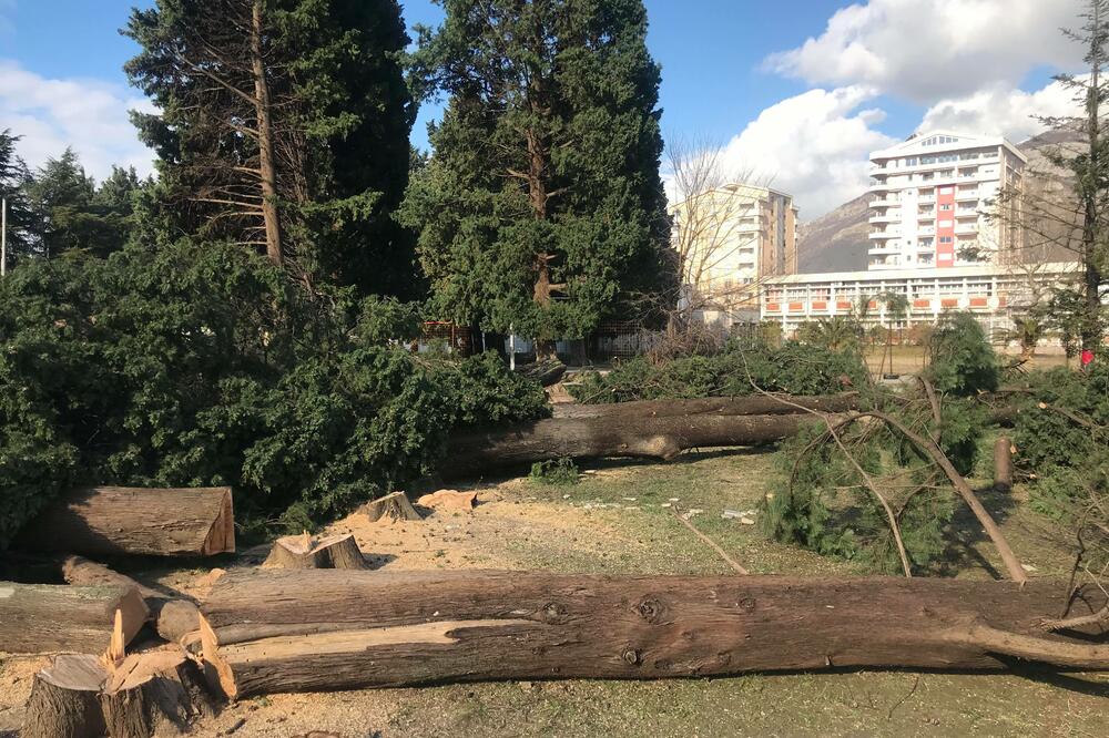 "Uzalud mоlbе, zahtjеvi da sе grad nе uništava": Posječena stabla, Foto: Prava Crna Gora