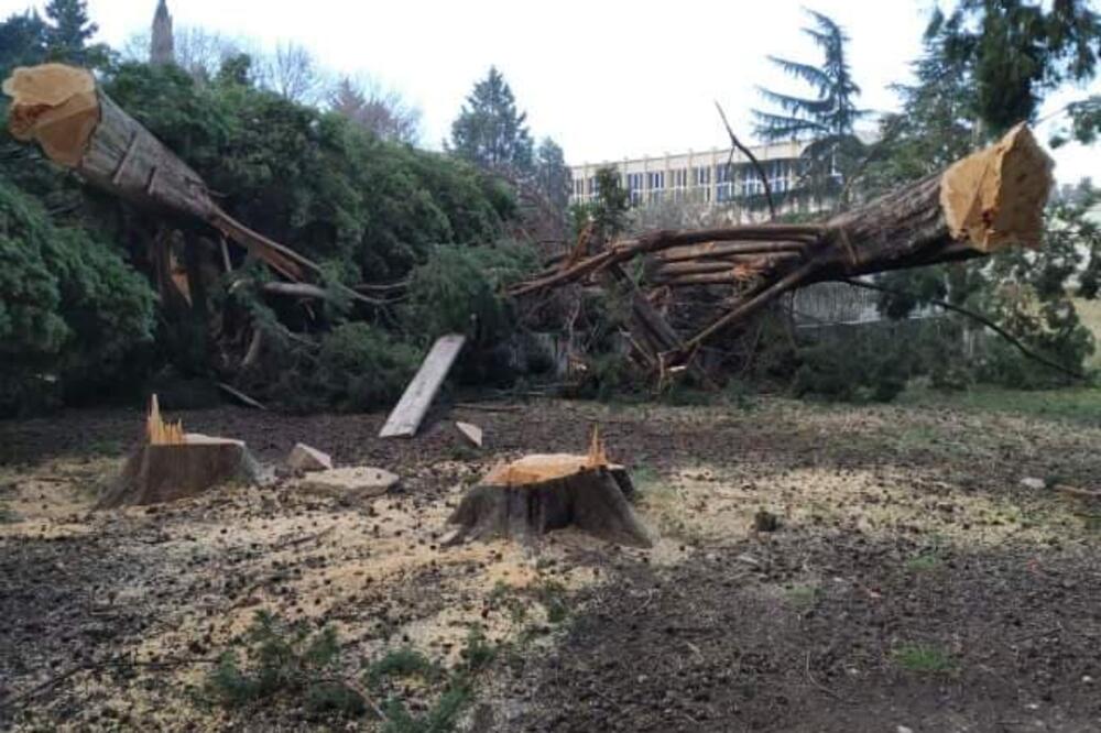 Sječa čempresa u Baru, Foto: Čitalac "Vijesti"