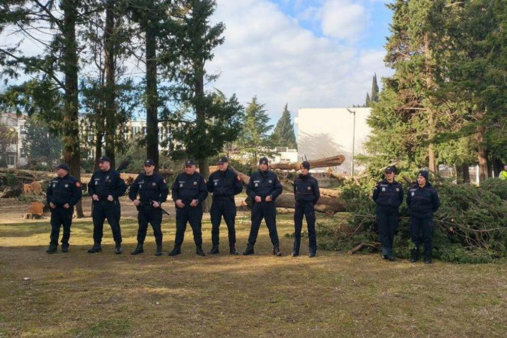 Policija čuvala radnike koji su sjekli čemprese, Foto: Čitalac reporter
