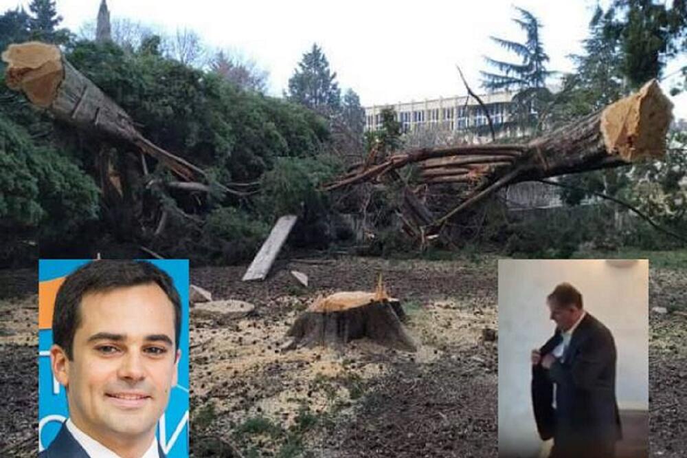 Bez čvrste ruke nema ni dobro posječenog čempresa