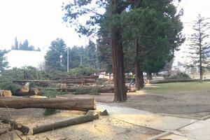 Baru iščupano zeleno srce