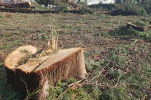 Foto priča: Groblje u centru Bara