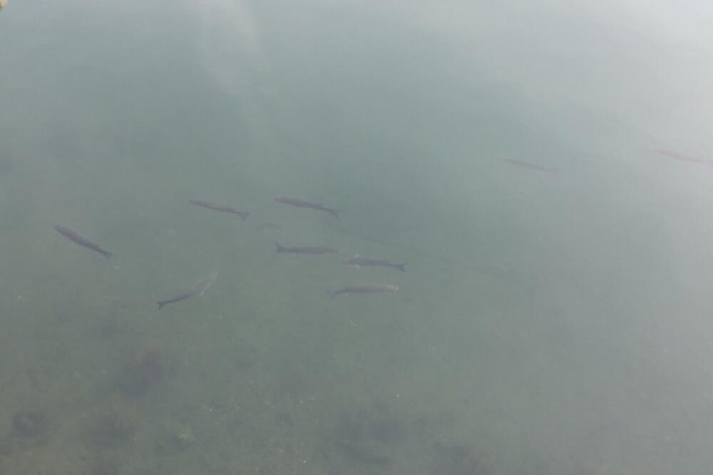 Cipoli i orade u Portu, Foto: Siniša Luković