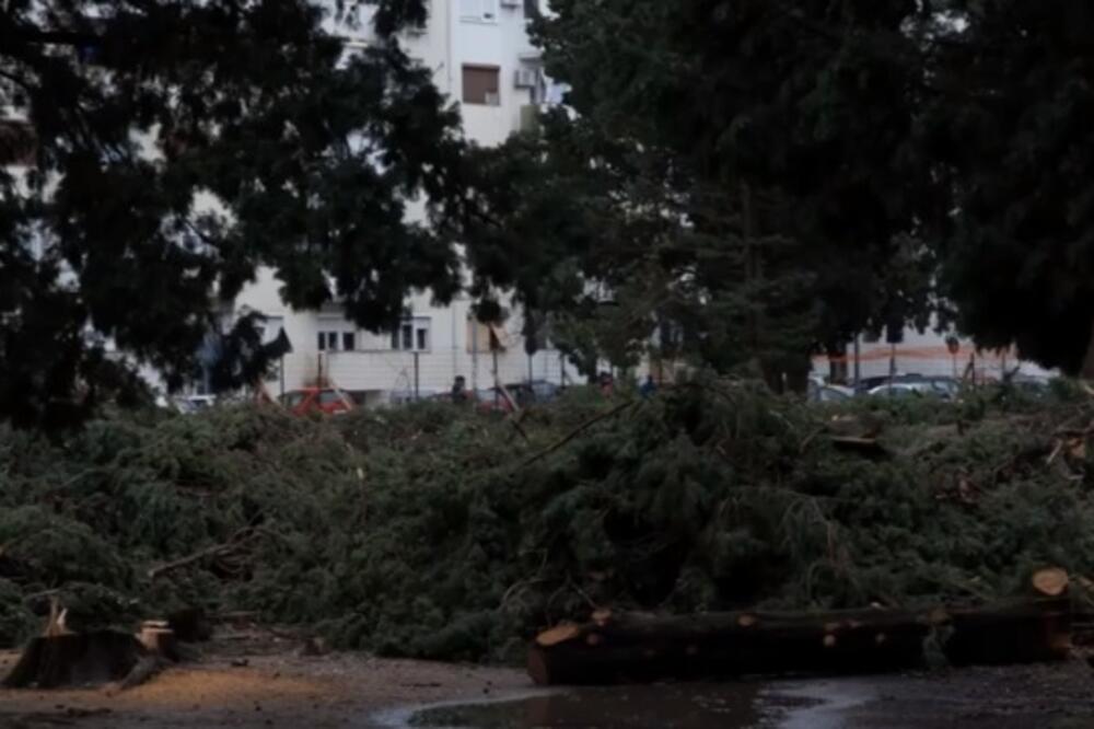 Posječeni čempresi u Baru, Foto: Screenshot/Youtube